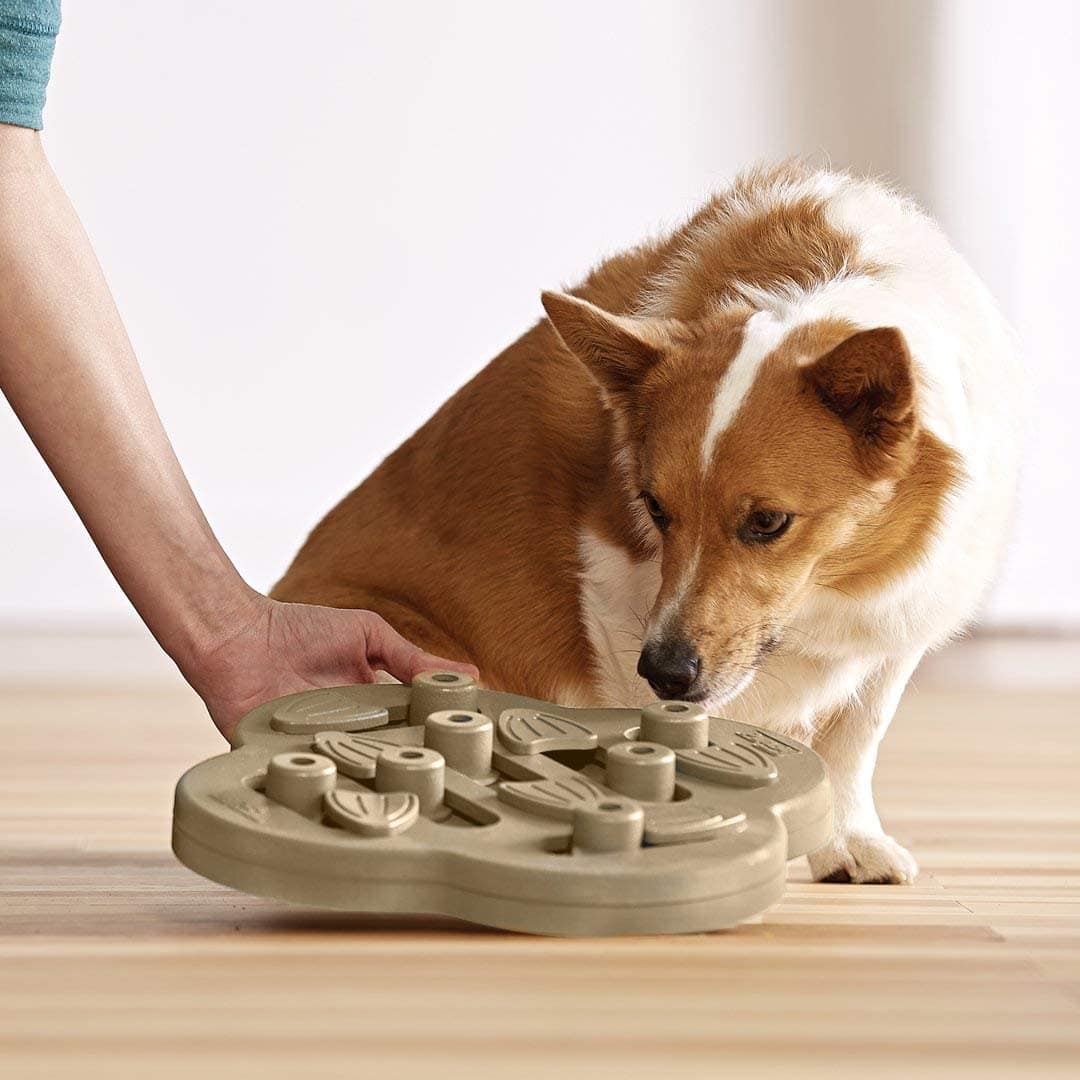 Tricks and Toys to Keep Dogs Busy When They're Alone