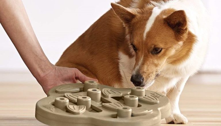 10-best-toys-to-keep-your-dog-busy-indoors-dog-toys-advisor