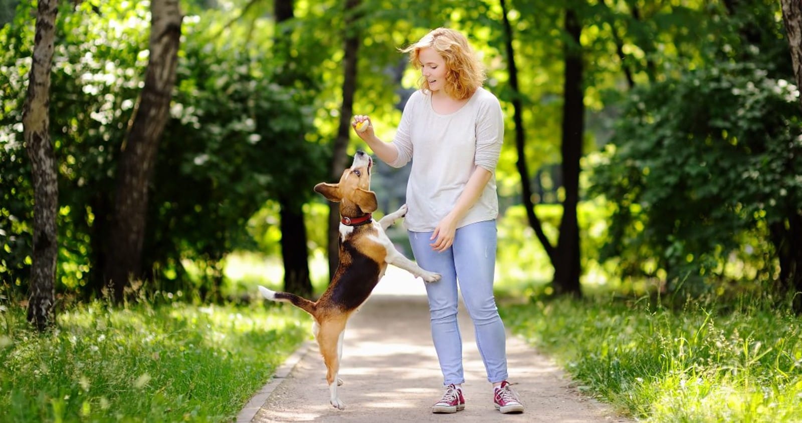Можно гулять с собакой в парке. Прогулка с собакой в парке. Фотосессия в парке летом с собакой. Прогулка с собакой летом. Собаки гуляют в парке.