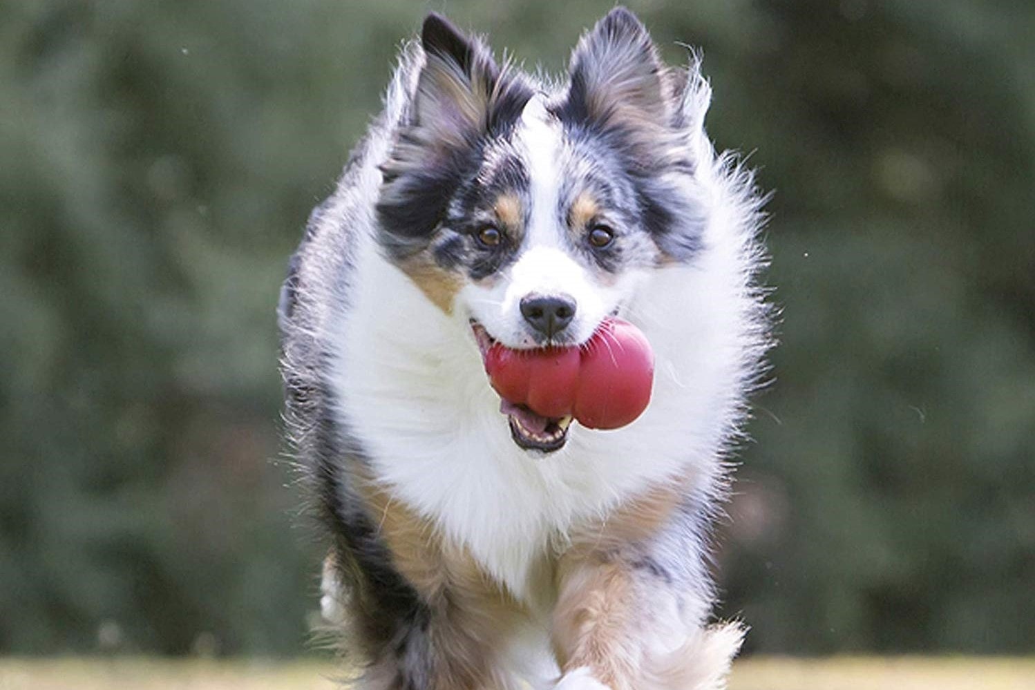 Top 10 Best Dog Toys Of 2019 (Reviews)