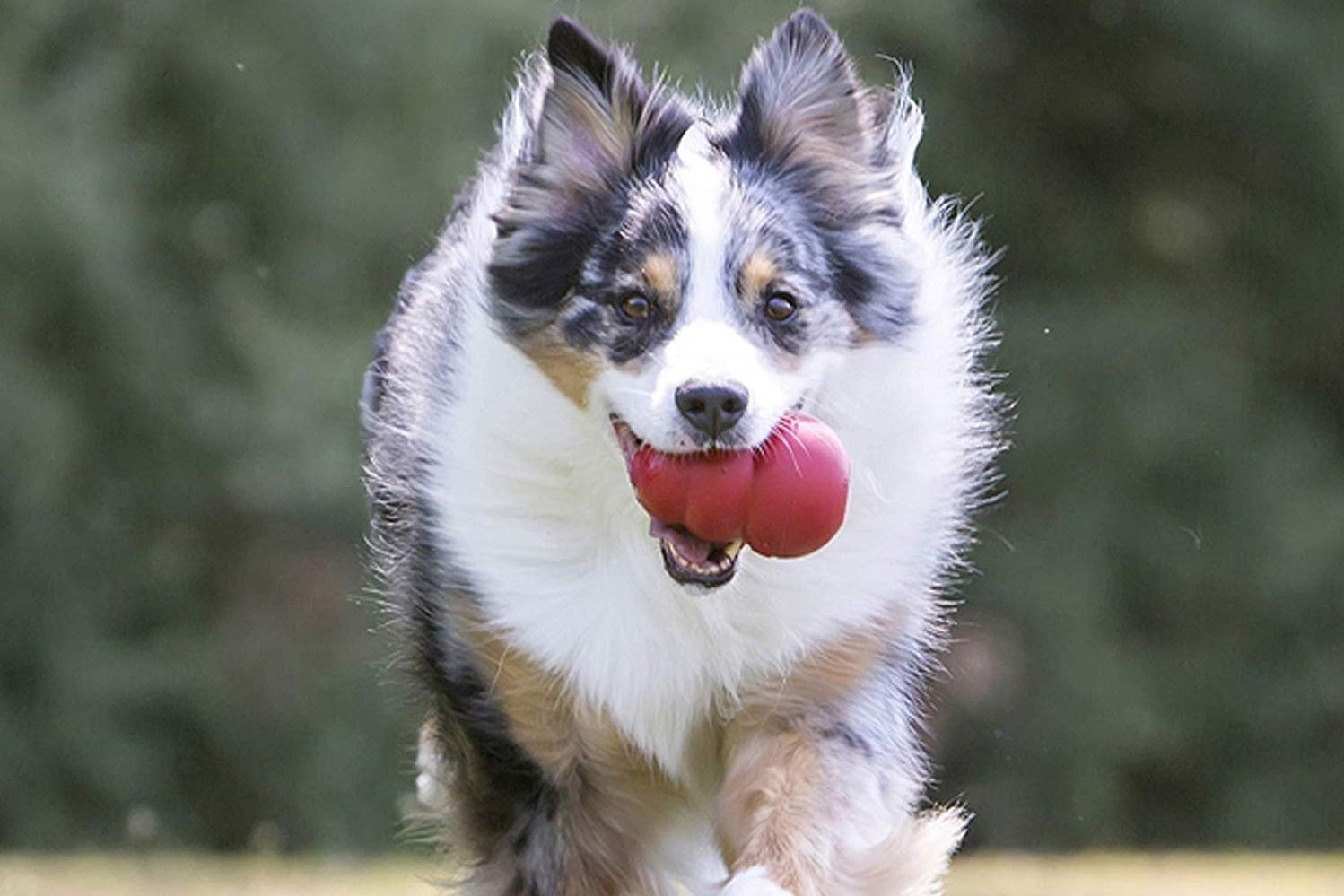 What Are The Best Toys For Australian Shepherds?