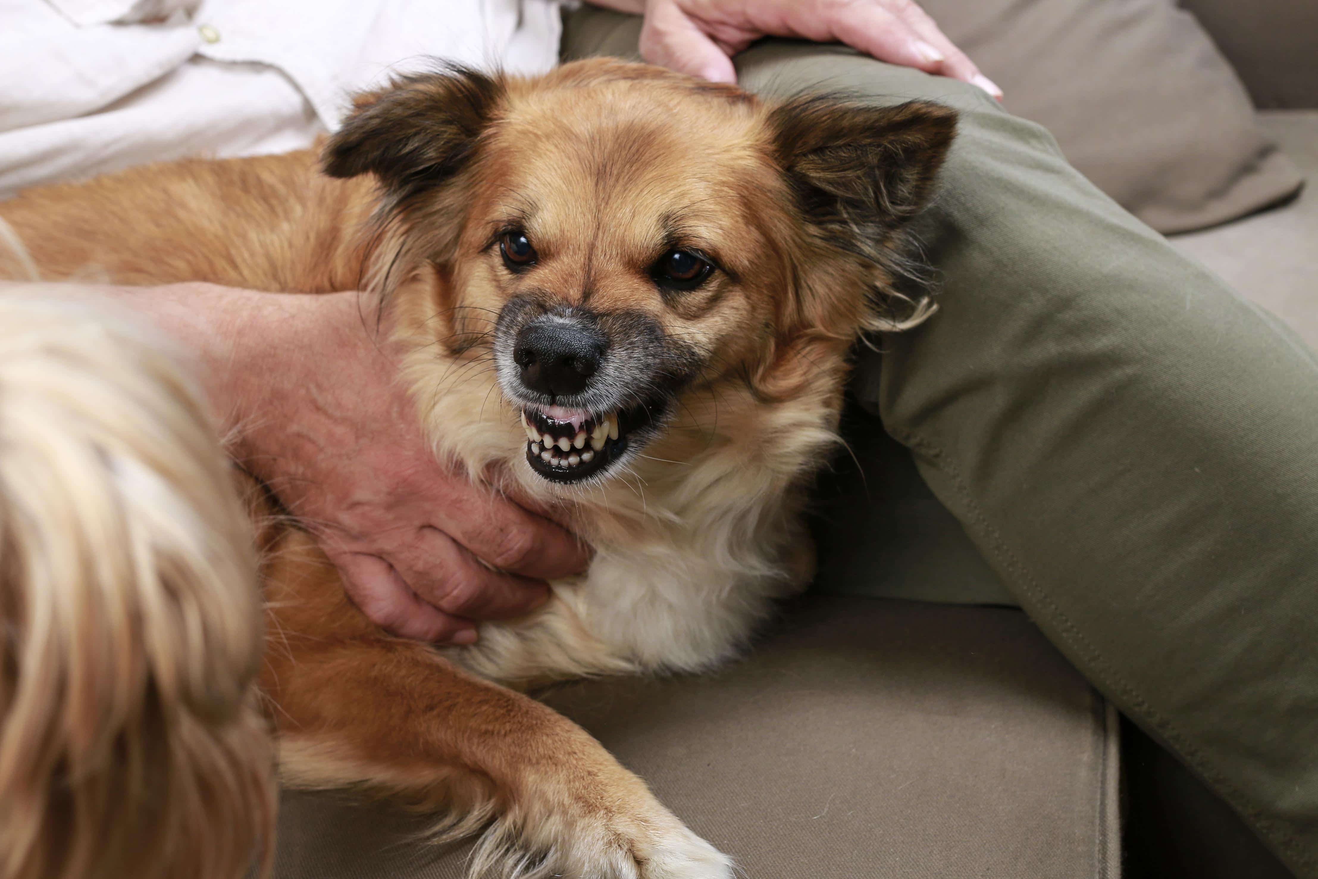 How to Stop Dog Aggression | Dog Toys Advisor 