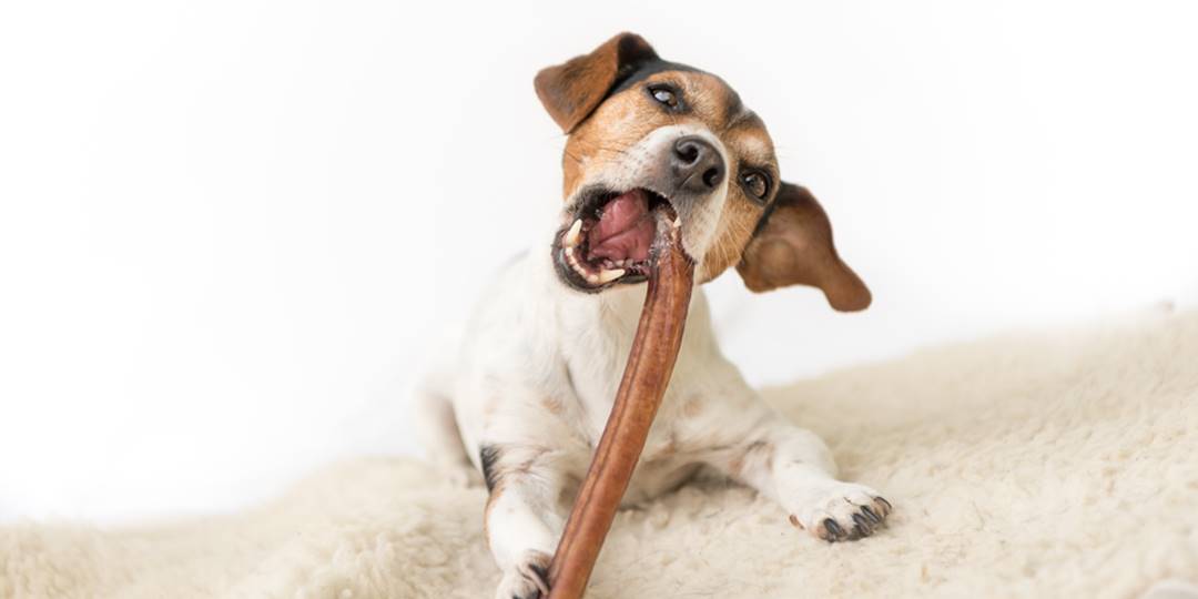 8 Best Dog Chews Of 2019 Dog Toys Advisor