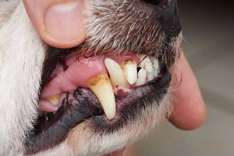how to clean an old dogs teeth