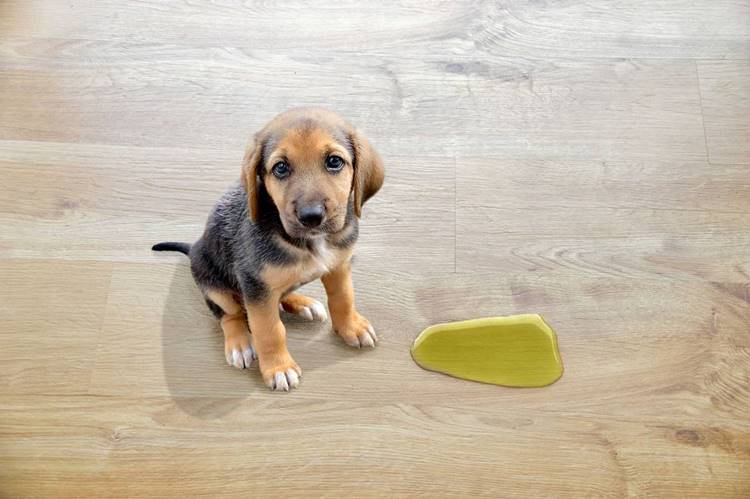 how to stop dog from peeing on ac unit