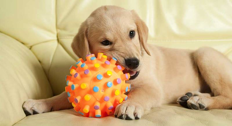 Best puppy toys on sale 2019